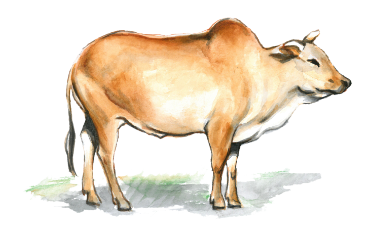 zebu